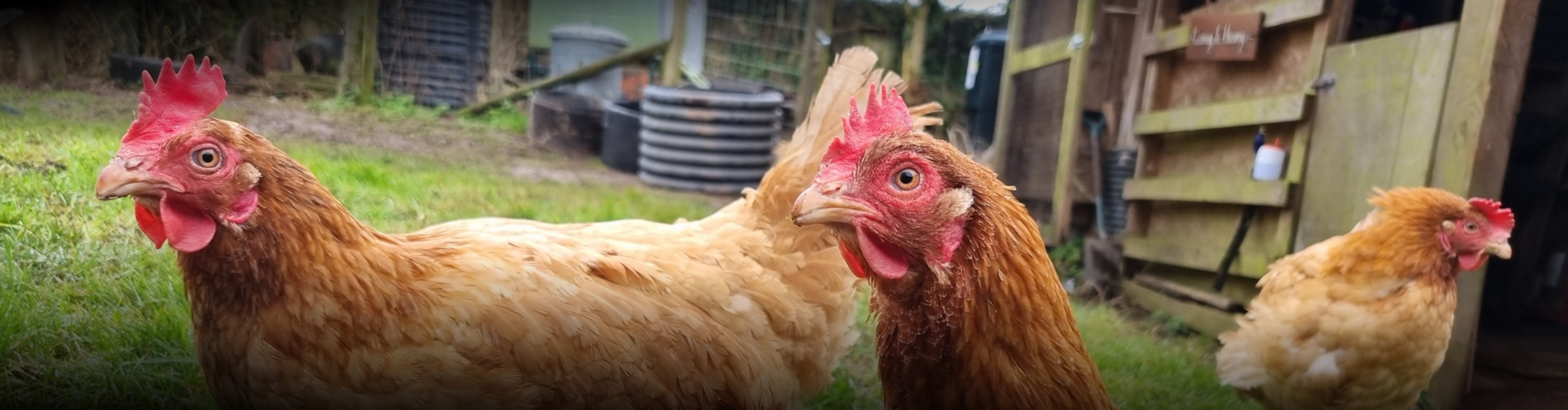Chickens at our hen hotel